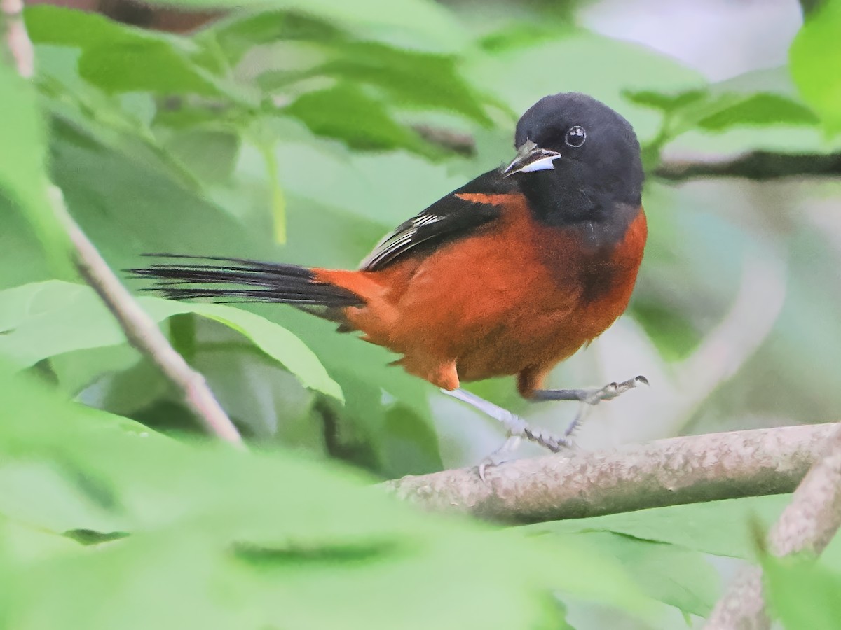 Orchard Oriole - ML620747450