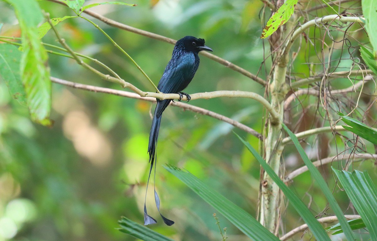 Greater Racket-tailed Drongo - ML620747458