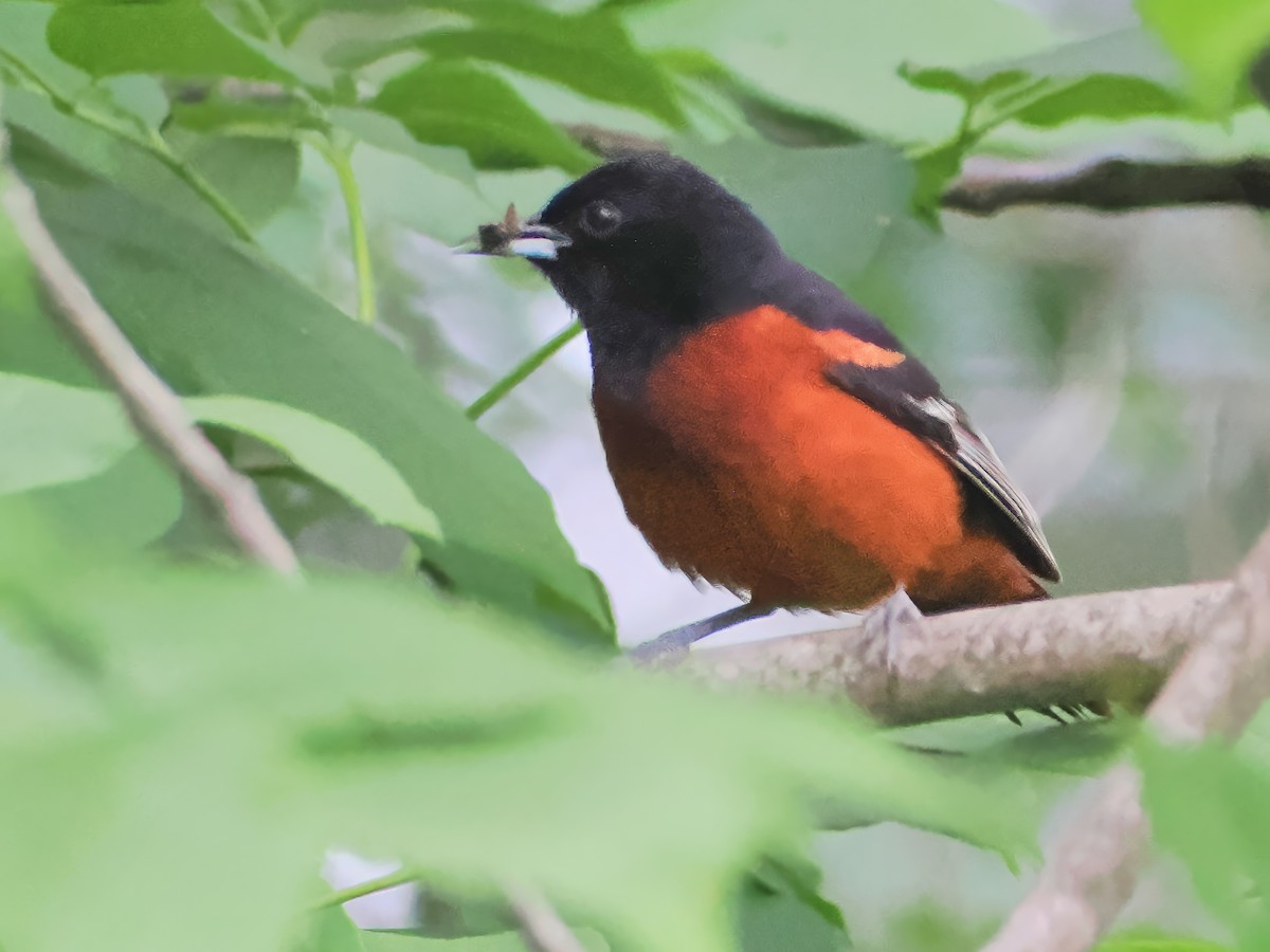 Orchard Oriole - ML620747467