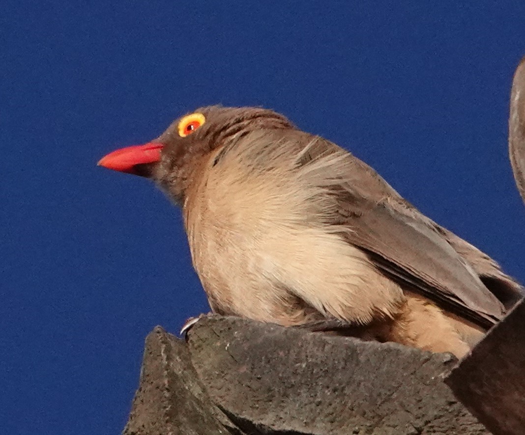 Red-billed Oxpecker - ML620747470