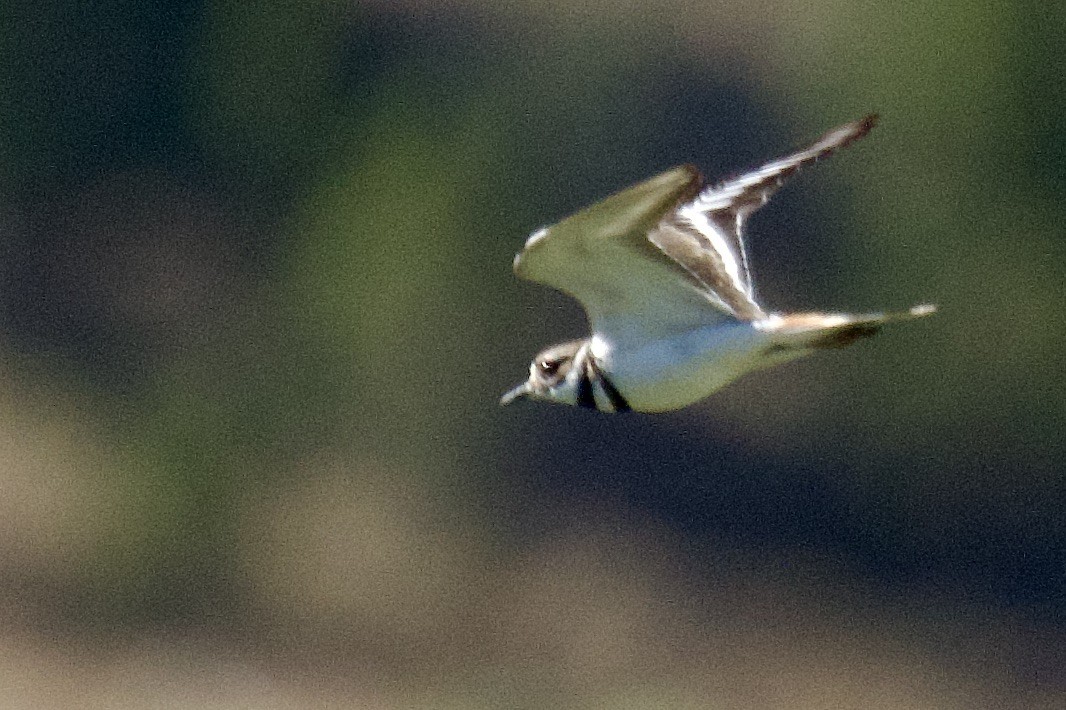 Killdeer - ML620747471