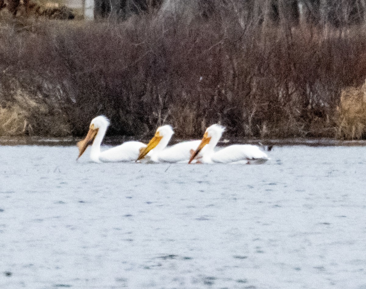 American White Pelican - ML620747474