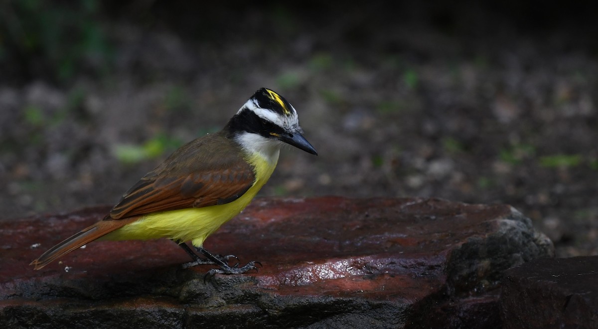 Great Kiskadee - ML620747476