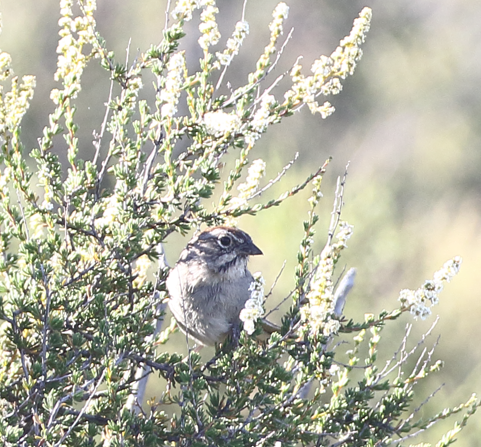 Rufous-crowned Sparrow - ML620747478