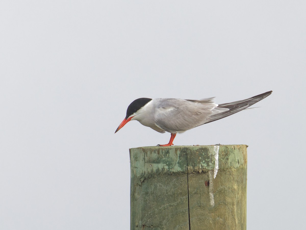 Common Tern - Ruogu Li