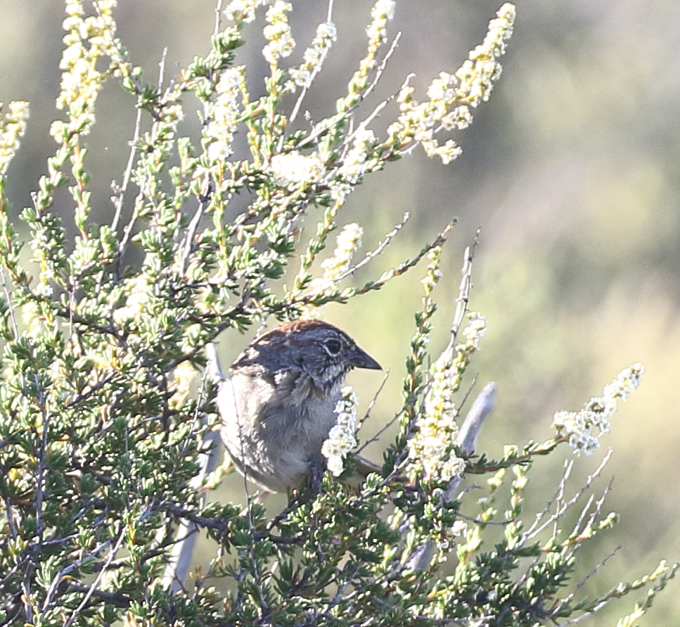 Rufous-crowned Sparrow - ML620747485