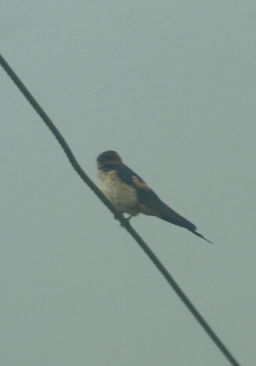 Red-rumped Swallow - ML620747487