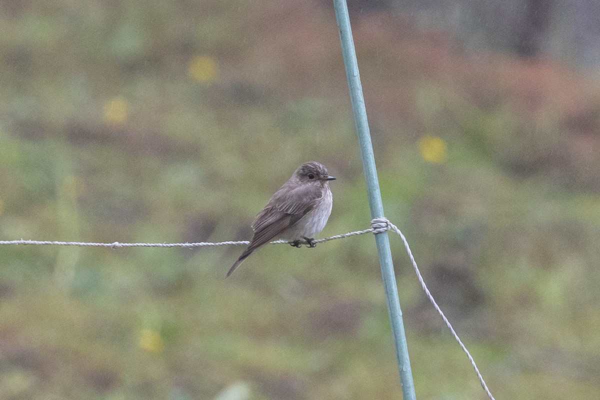 Spotted Flycatcher - ML620747488