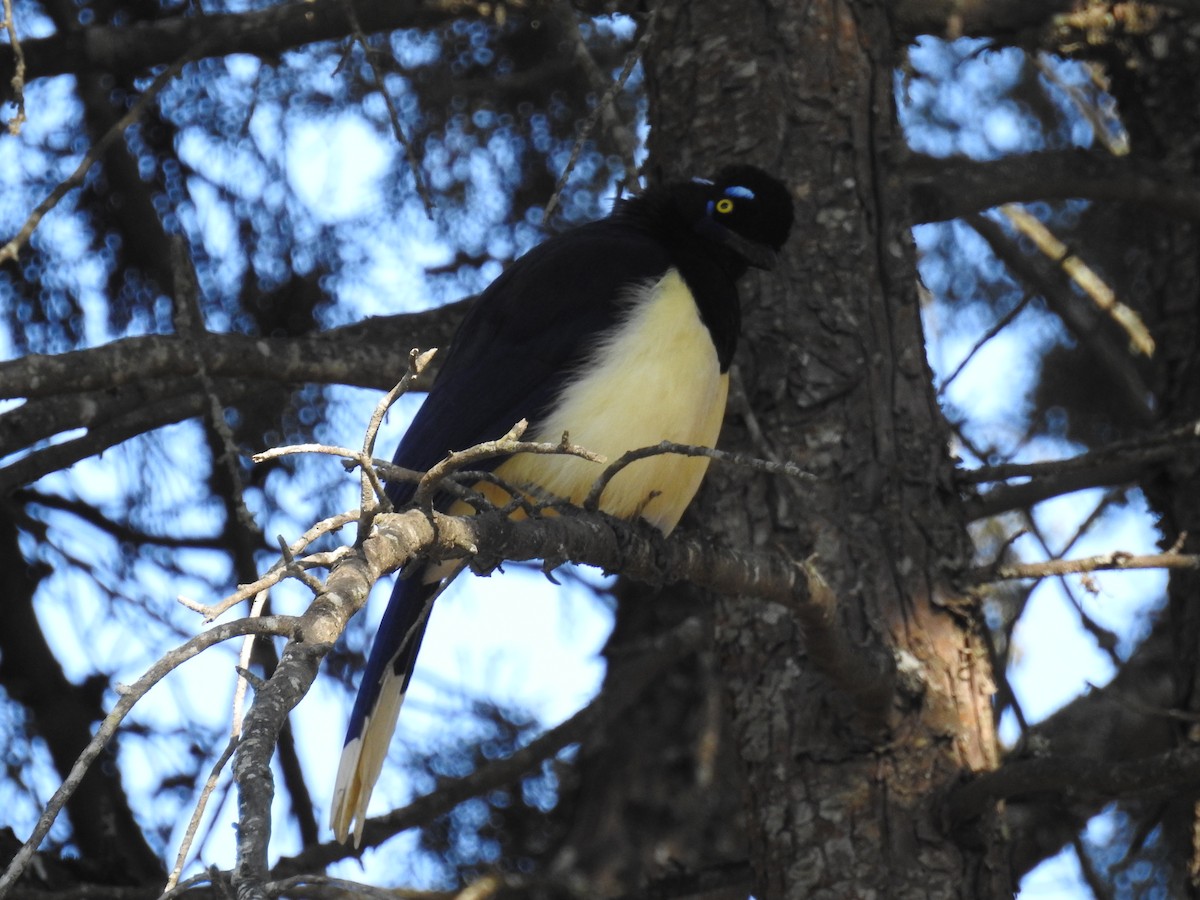 Plush-crested Jay - ML620747497