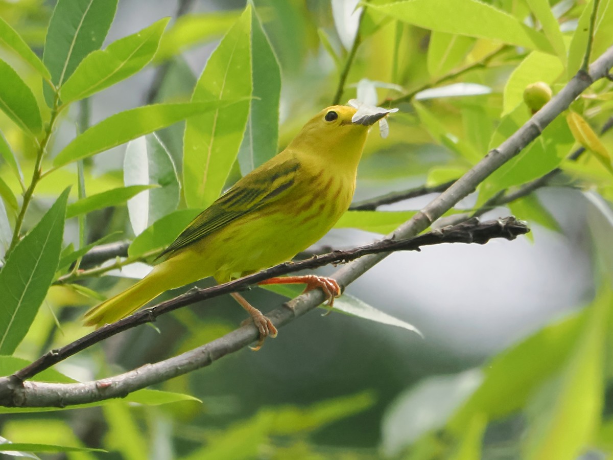 Yellow Warbler - ML620747503