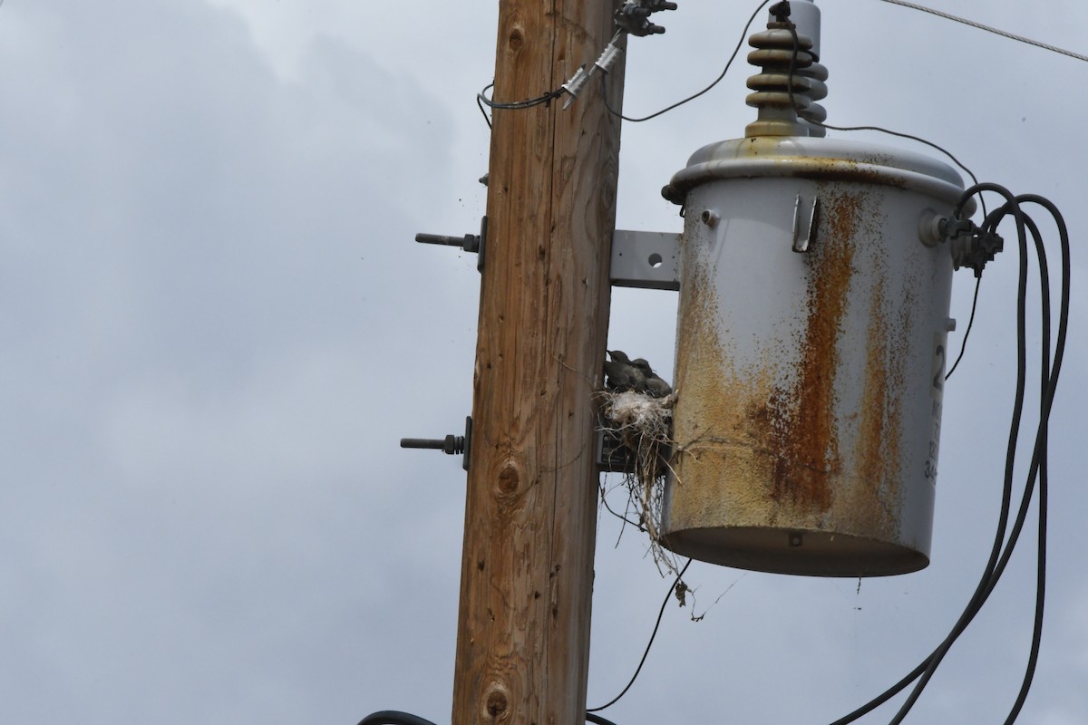 Western Kingbird - ML620747511