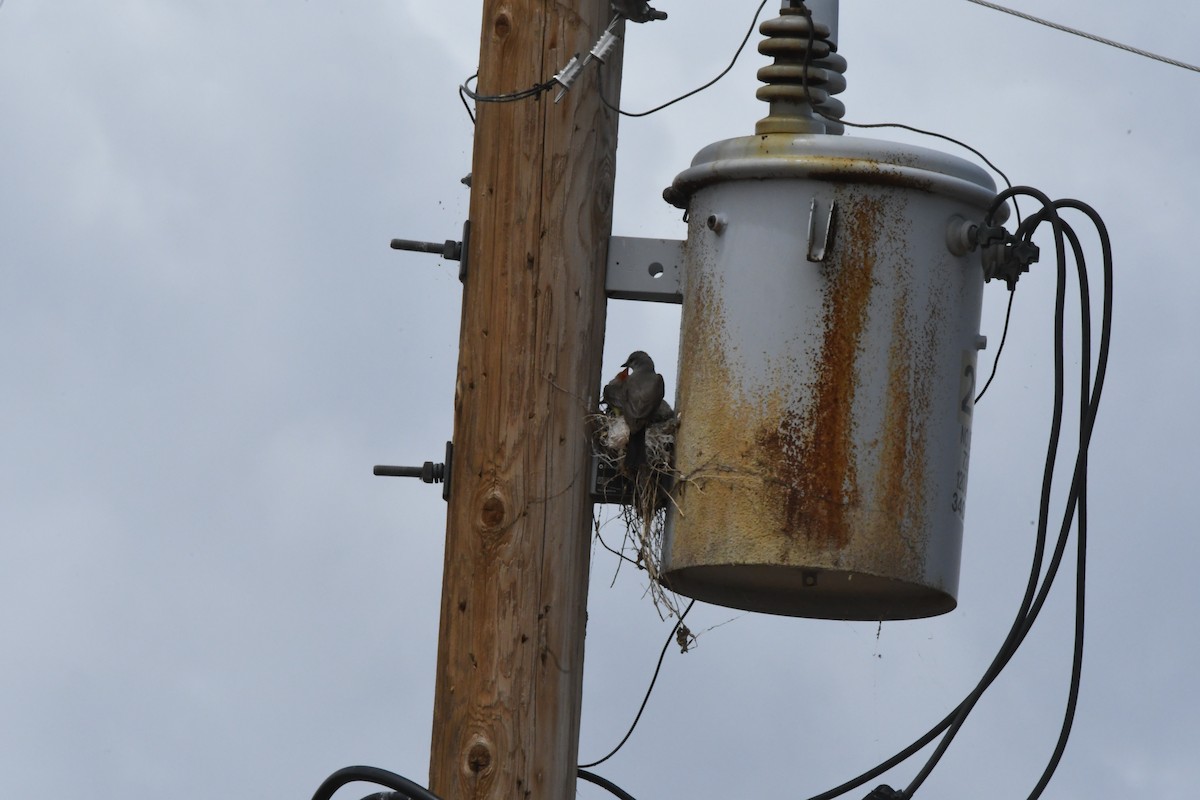 Western Kingbird - ML620747512