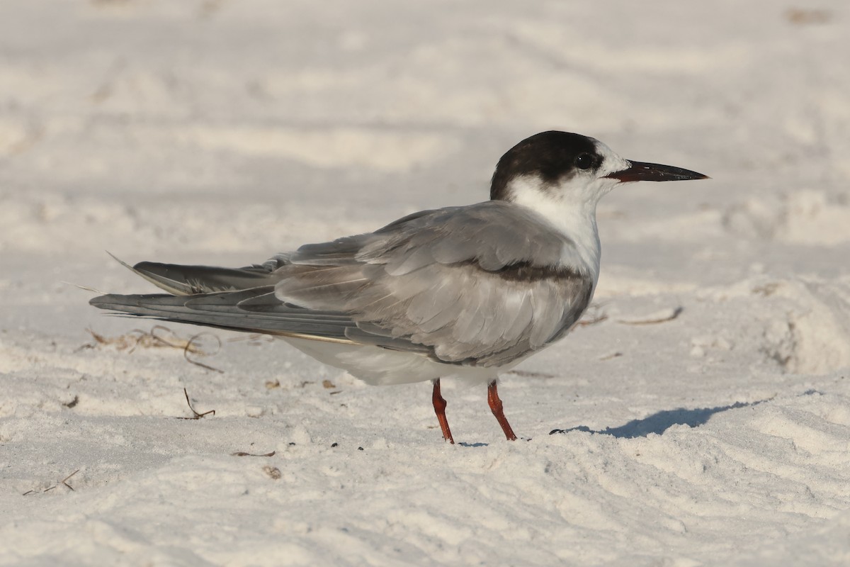 Common Tern - Jim Anderton