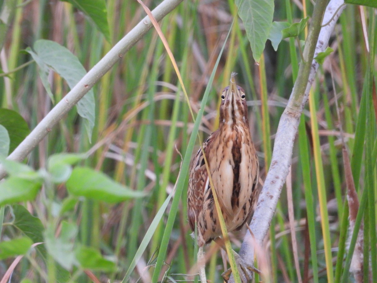 Cinnamon Bittern - VANDANA MOON