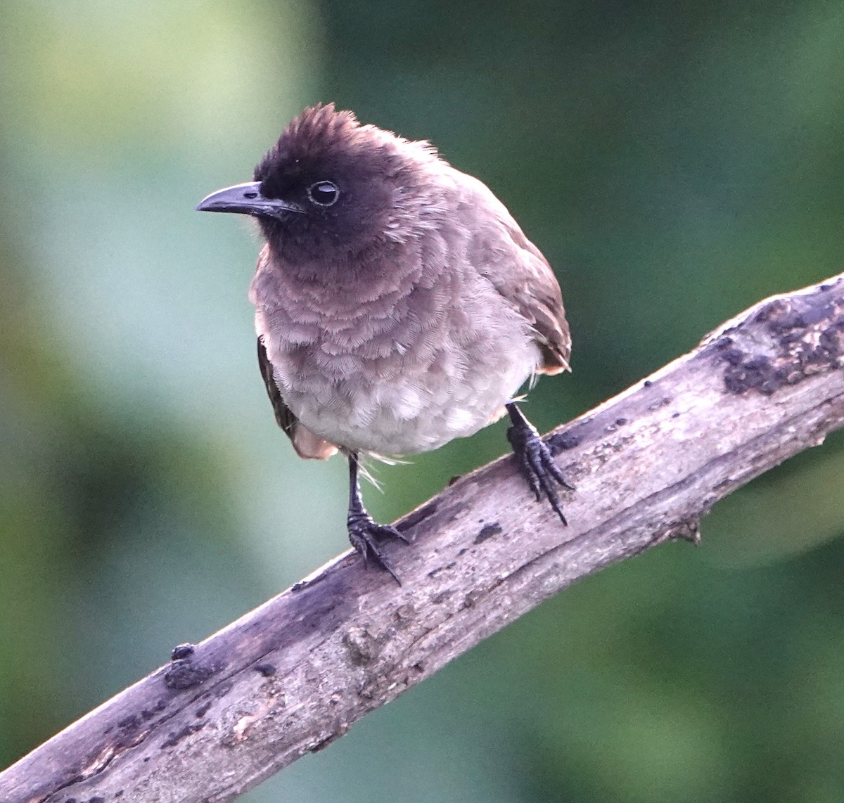 Common Bulbul (Dark-capped) - ML620747527