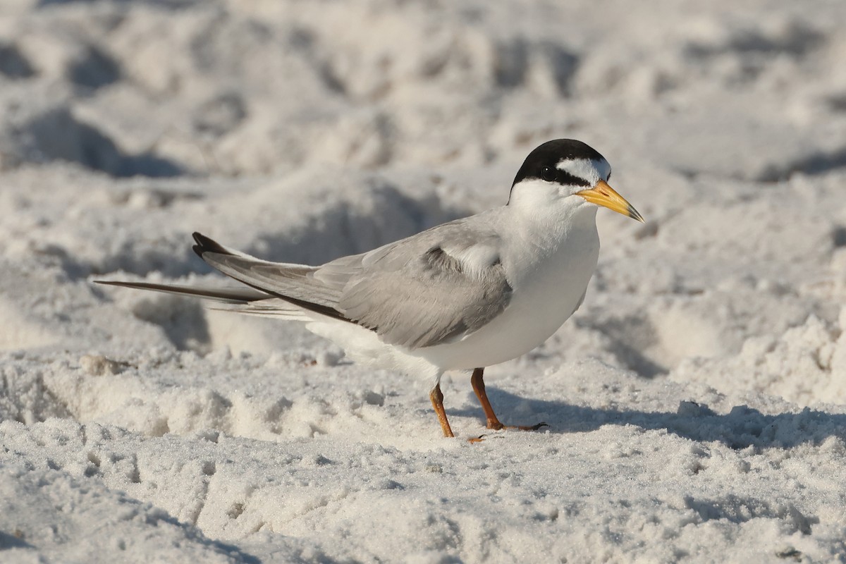 Least Tern - ML620747531