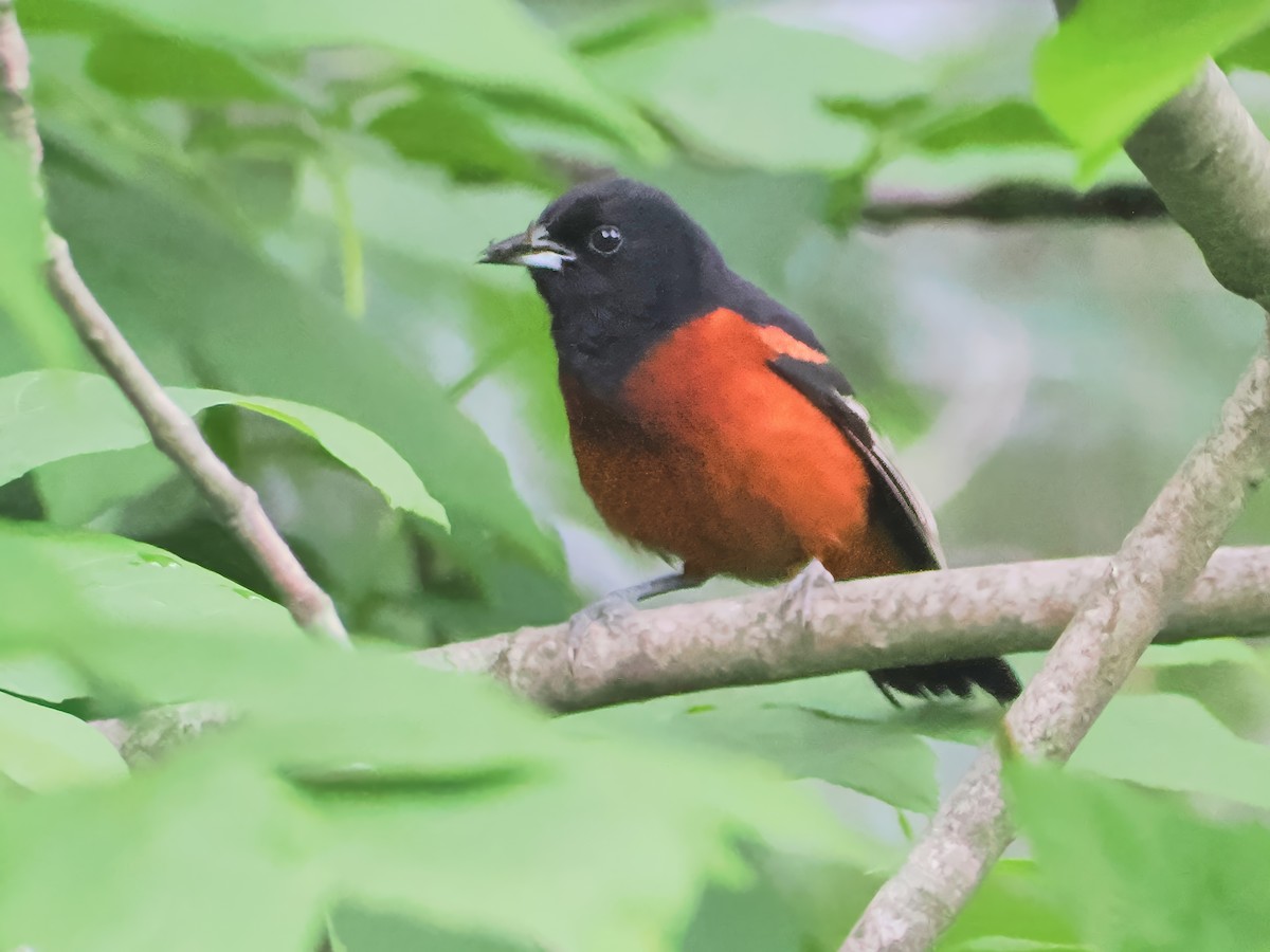 Orchard Oriole - ML620747532