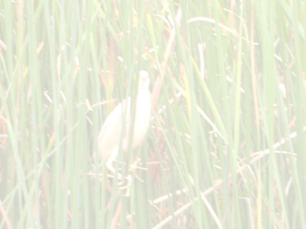 Yellow Bittern - ML620747540