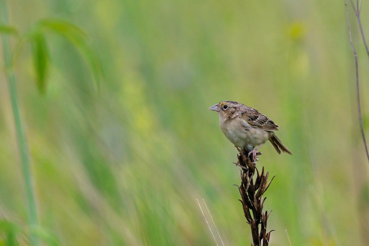 Grasshopper Sparrow - ML620747544