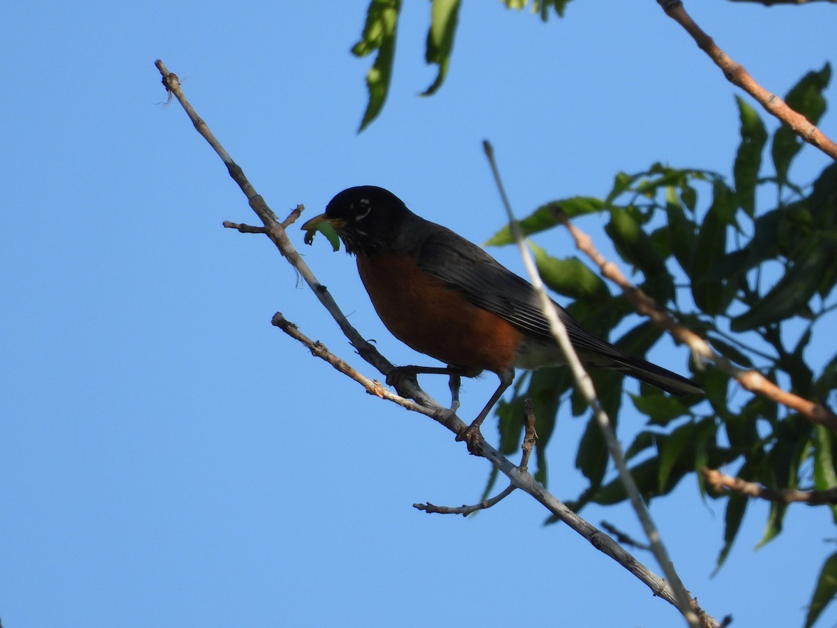 American Robin - ML620747545