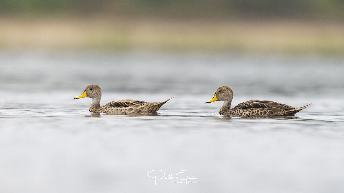 Yellow-billed Pintail - Pablo Eguia