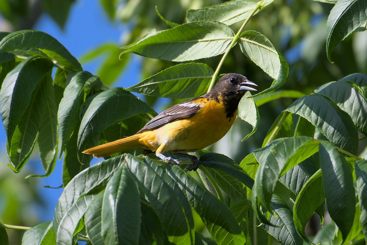 Baltimore Oriole - Kaj Overturf