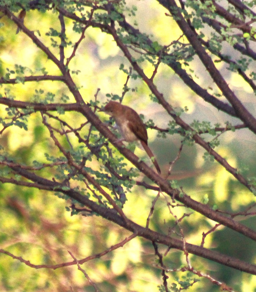 Northern Brownbul - ML620747552