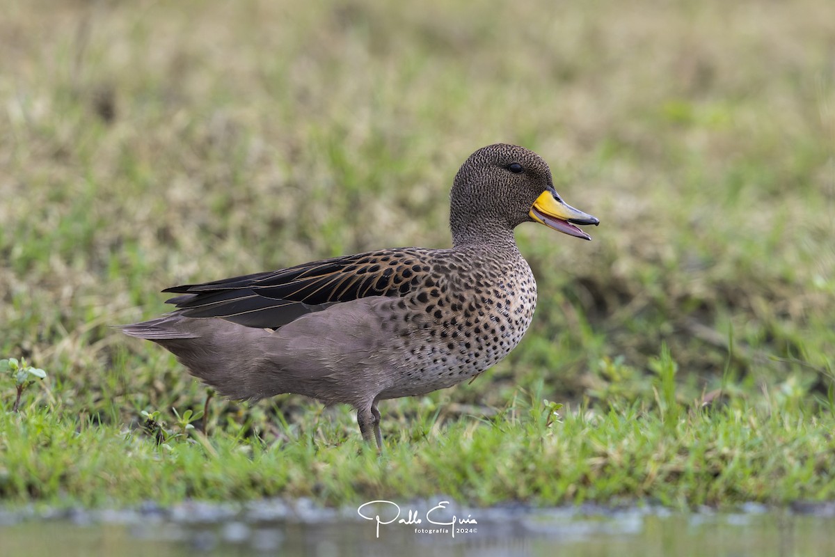 Yellow-billed Teal - ML620747558