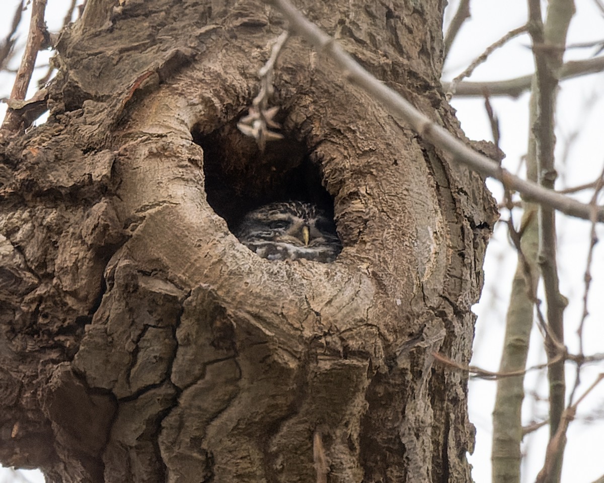 Little Owl (Little) - ML620747559