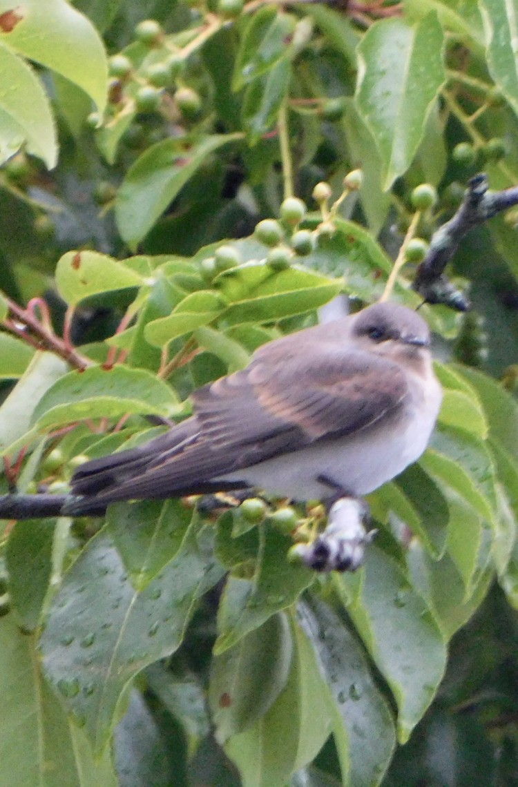 Golondrina Aserrada - ML620747565