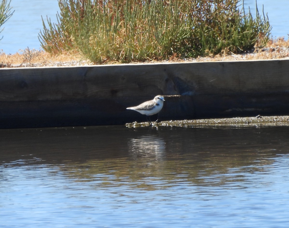 Kentish Plover - ML620747566