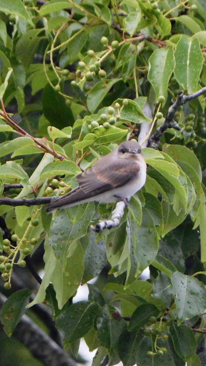 Northern Rough-winged Swallow - ML620747567