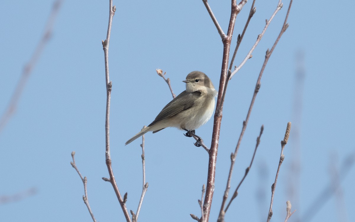 Mountain Chiffchaff - ML620747568