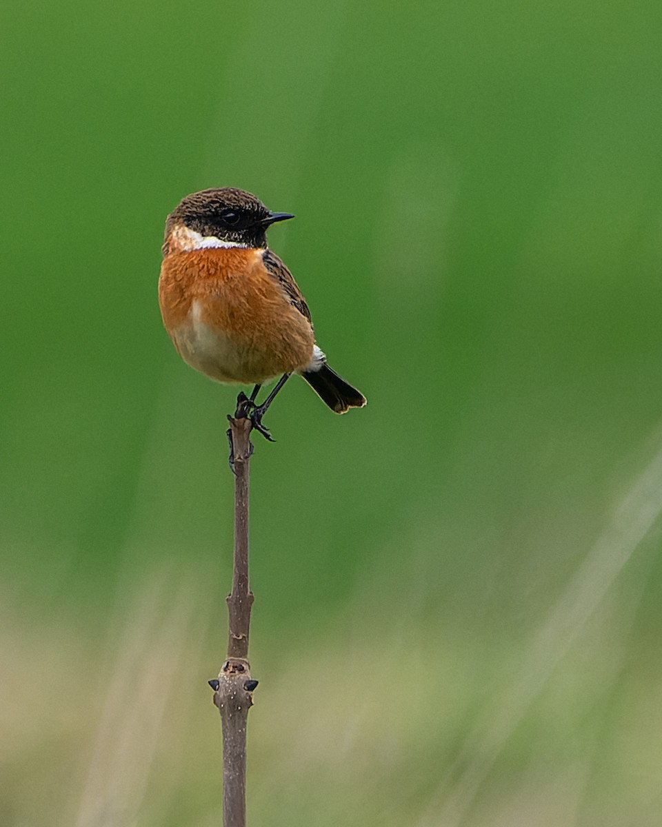 European Stonechat - ML620747570