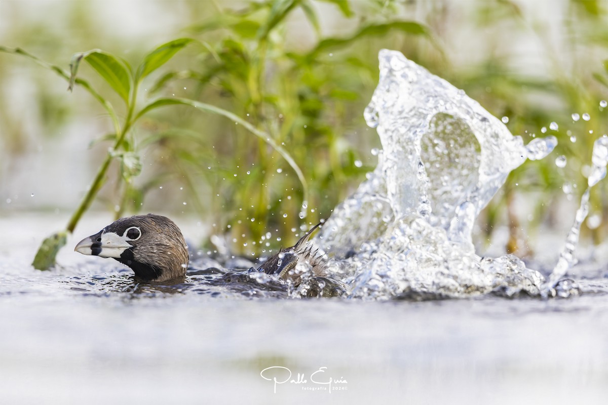 Pied-billed Grebe - ML620747572