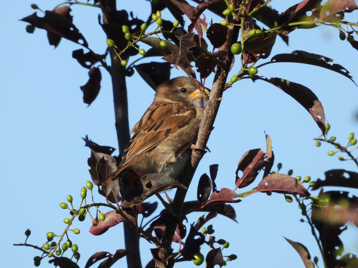 House Sparrow - ML620747577