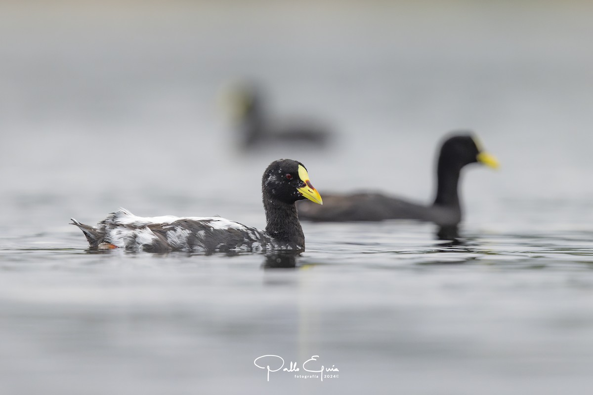 Red-gartered Coot - Pablo Eguia