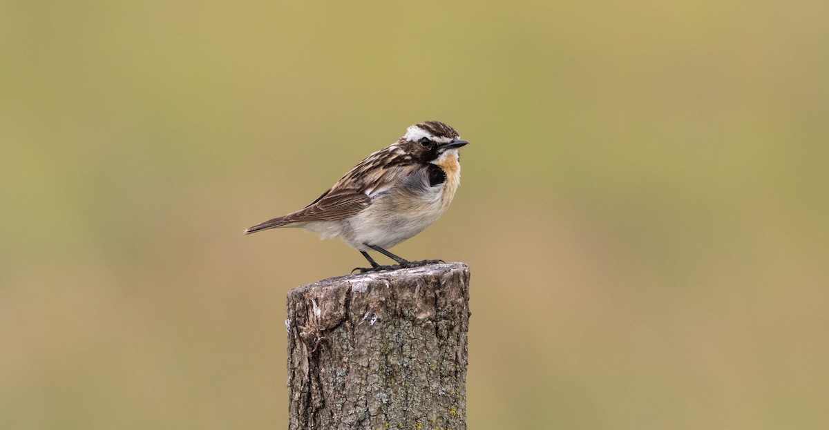 Whinchat - ML620747594