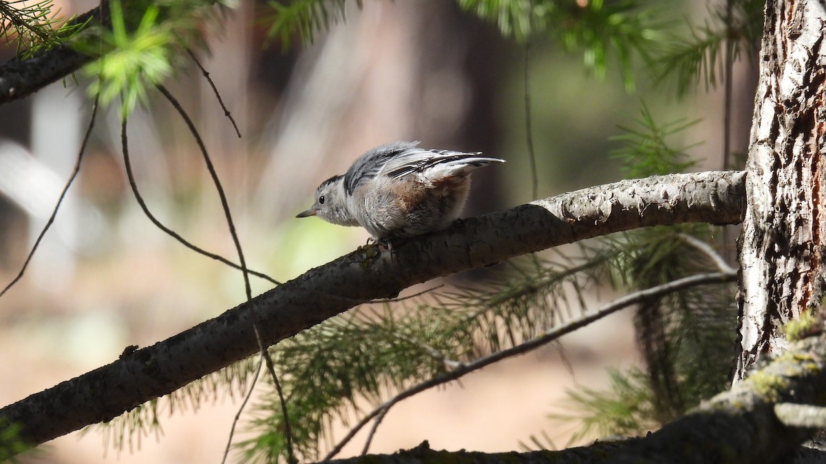 White-breasted Nuthatch - ML620747599