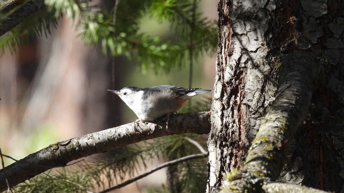 White-breasted Nuthatch - ML620747600