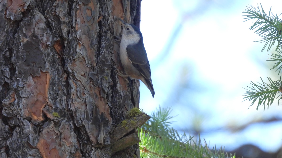 White-breasted Nuthatch - ML620747601