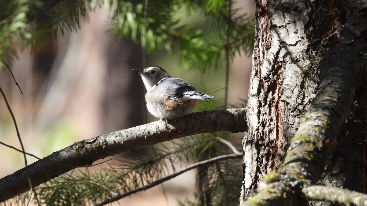 White-breasted Nuthatch - ML620747602