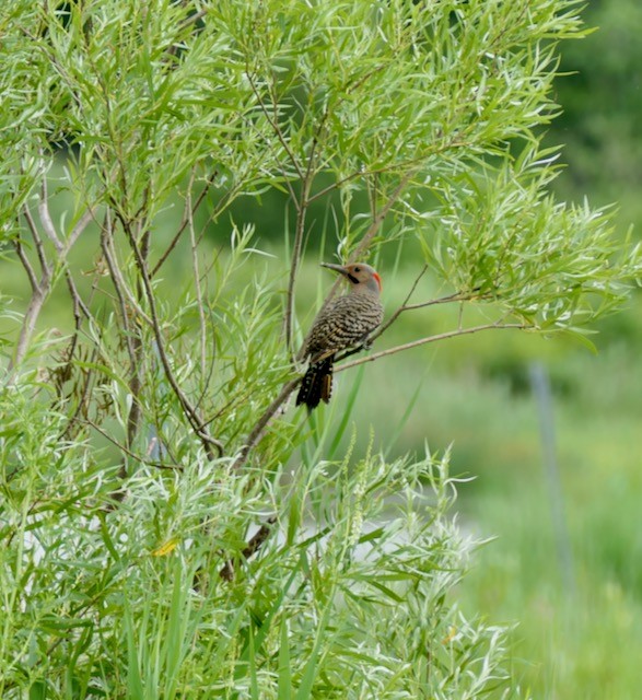 Northern Flicker (Yellow-shafted) - ML620747603