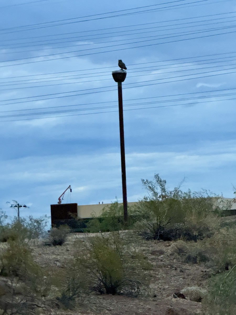 Great Horned Owl - ML620747608