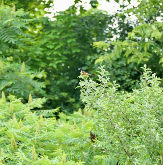 Orchard Oriole - L. Scott Milne