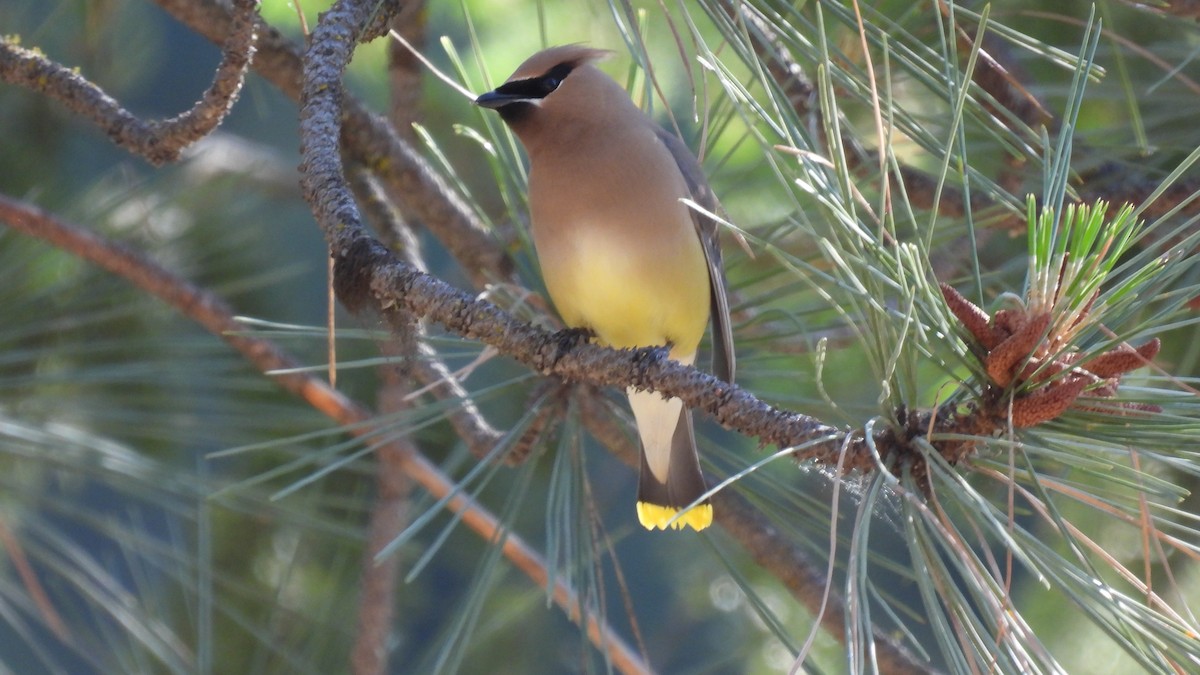 Cedar Waxwing - ML620747613