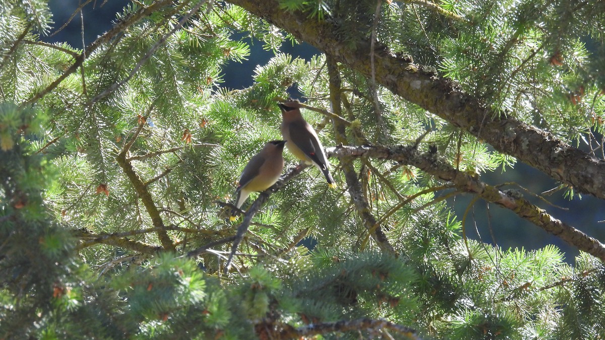 Cedar Waxwing - ML620747614