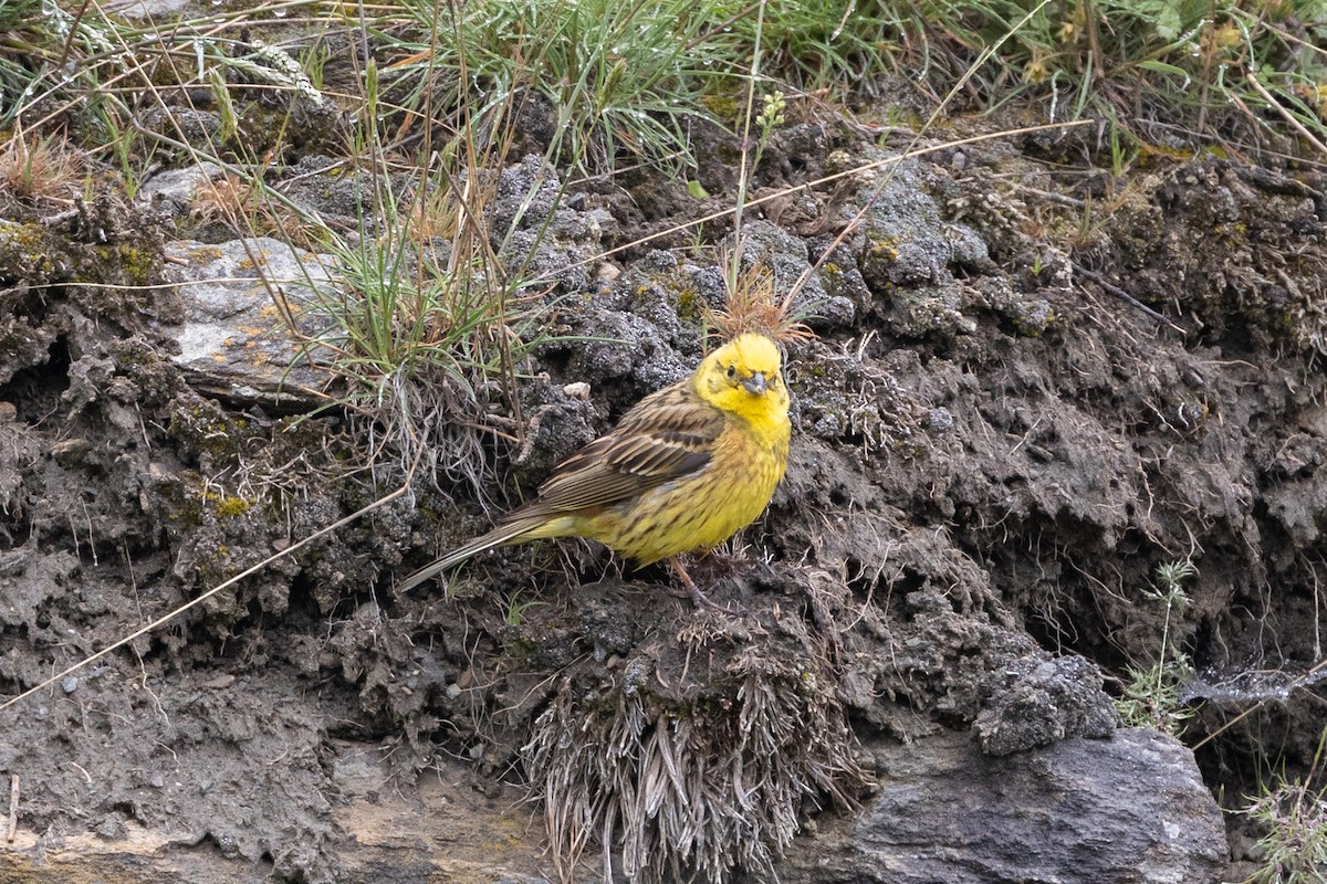 Yellowhammer - ML620747617