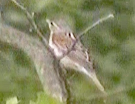 Dickcissel - ML620747618