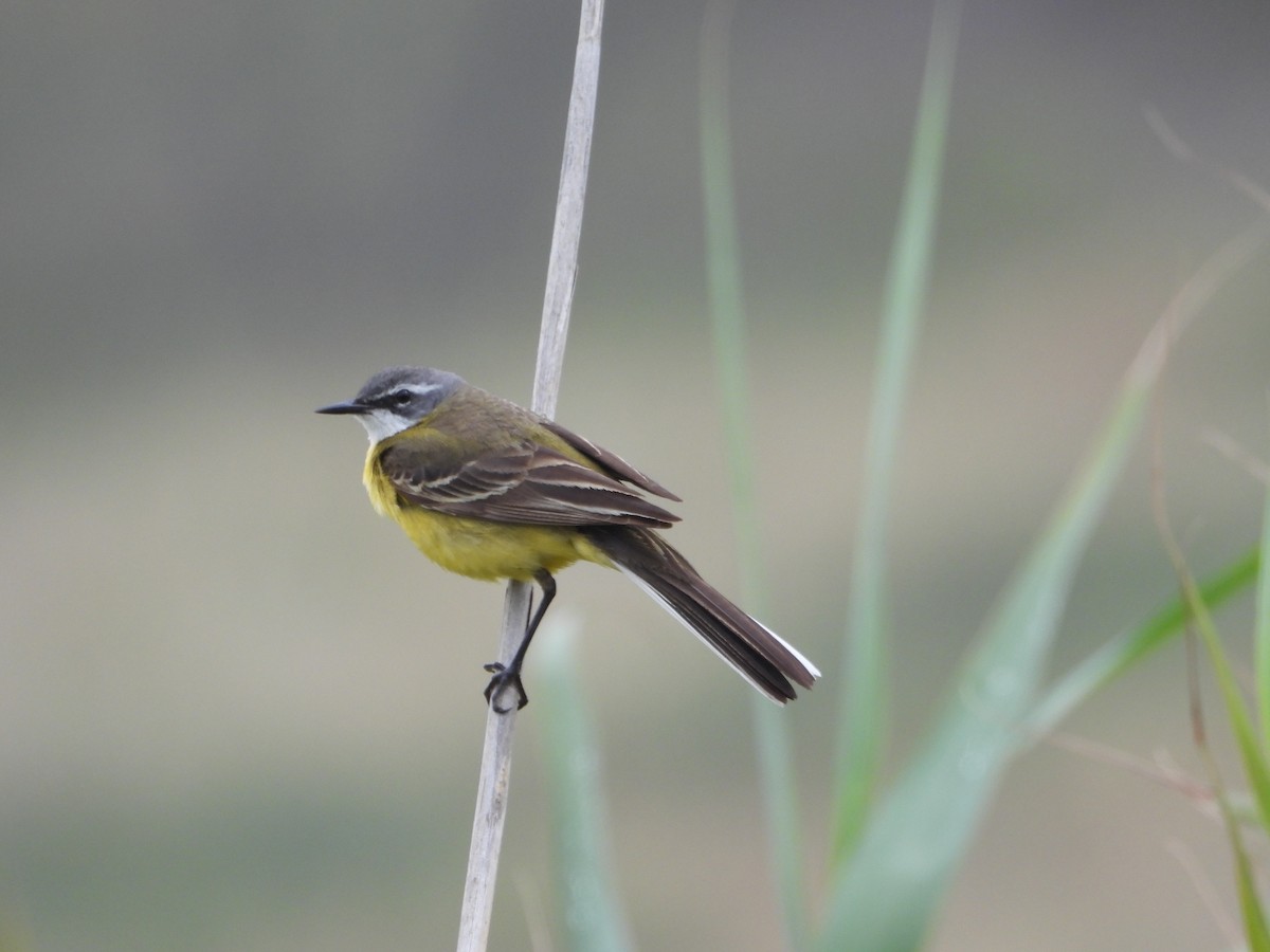 Western Yellow Wagtail - ML620747619